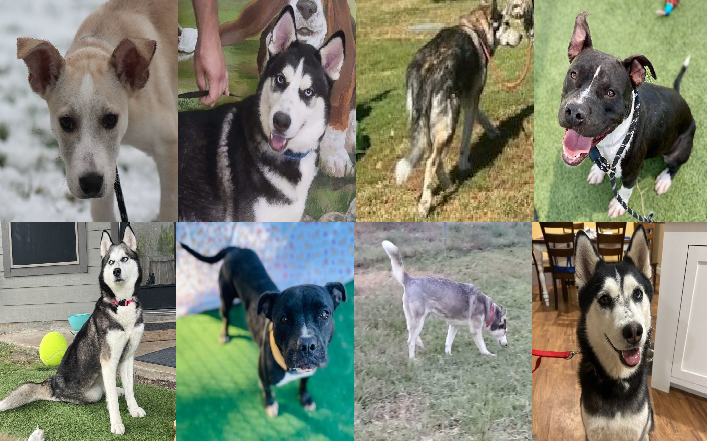 20231226pups