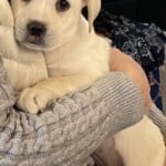 Elsa