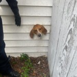 Sumter Dog Stuck