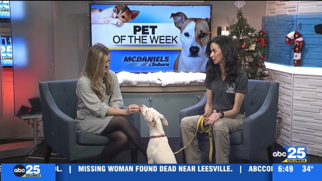 Pet Of The Week Skye