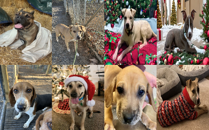 20231208pups