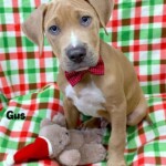 Gus