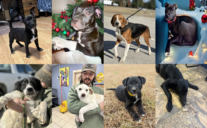 20231207pups