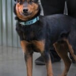 Swiper