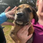 Atlas
