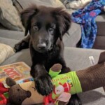 Jingles