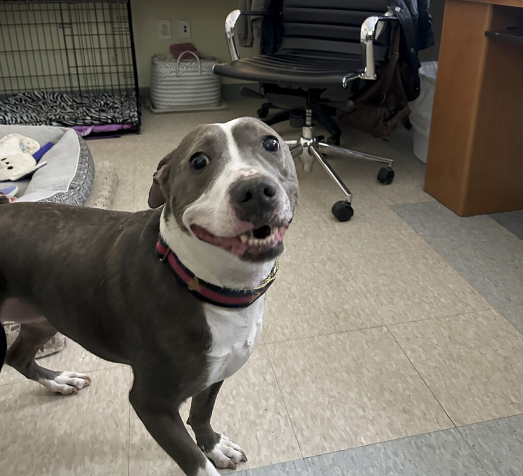 Overcrowded Animal Shelters