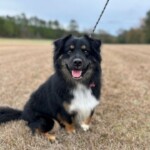 Waylon