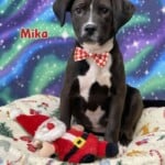 Mika