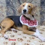 Gracie