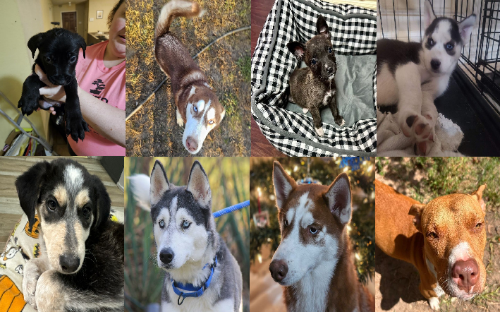 20231218pups