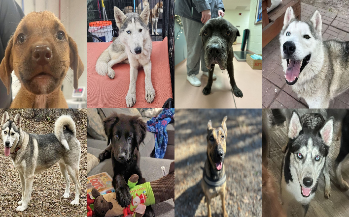 20231219pups