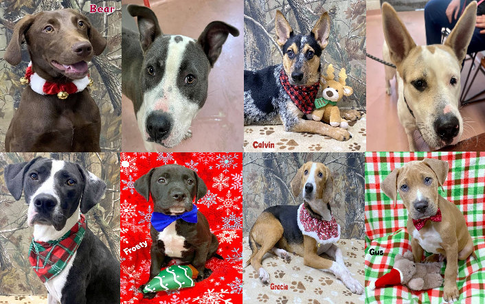 20231214pups