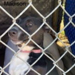 Madison
