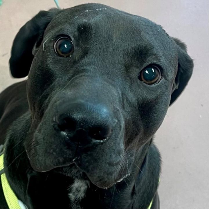 KING PHILLIP - ABC Columbia