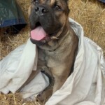 Axel