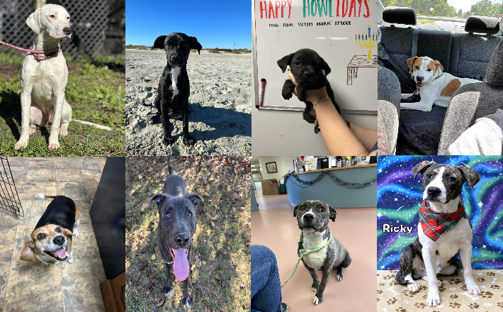 20231215pups