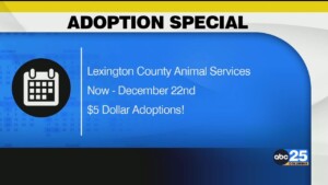 Local Living Dec. 11