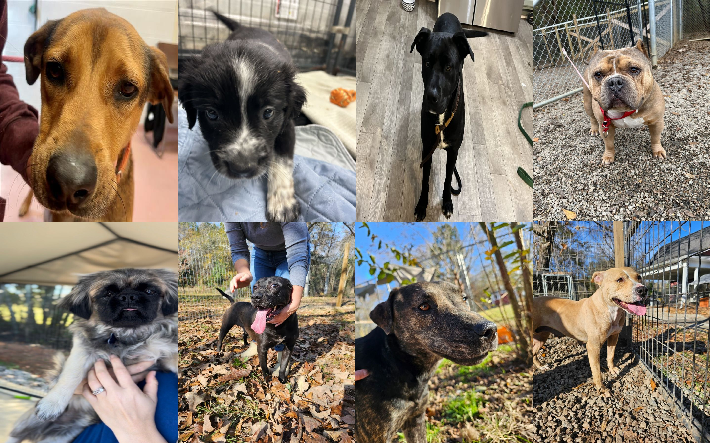 20231205pups