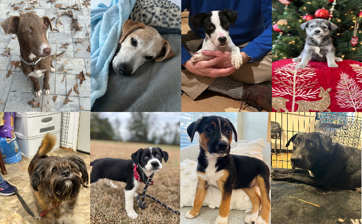 20231227pups