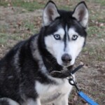 Maya