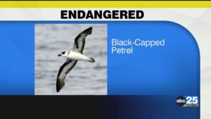 Endangered Black Capped Petrel