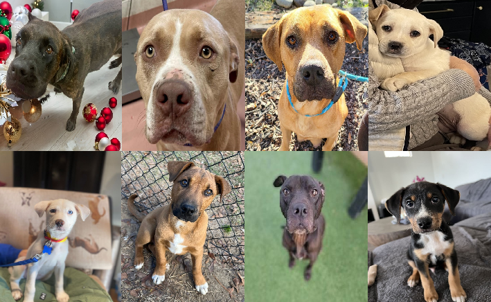 20231228pups