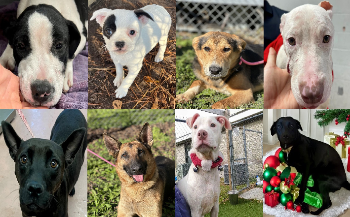 20231213pups
