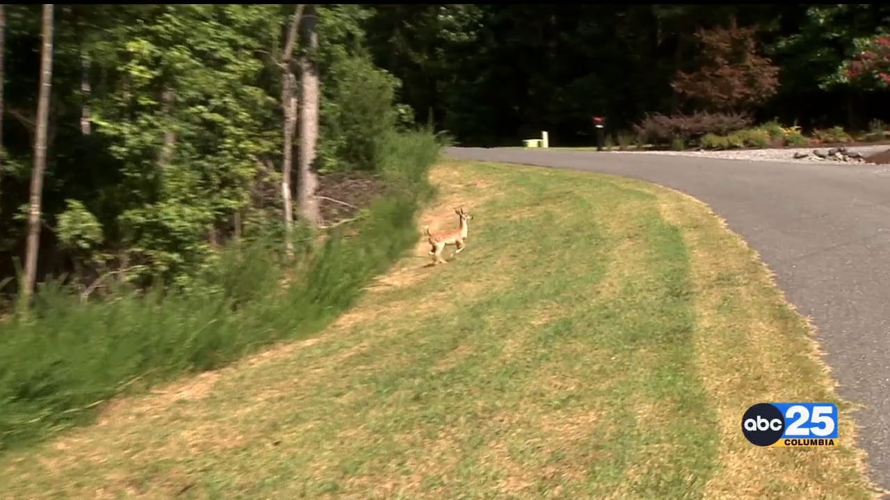 SC DNR Tips on what to do if you hit a deer with your car ABC Columbia