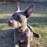 Maybelle