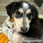 Eli