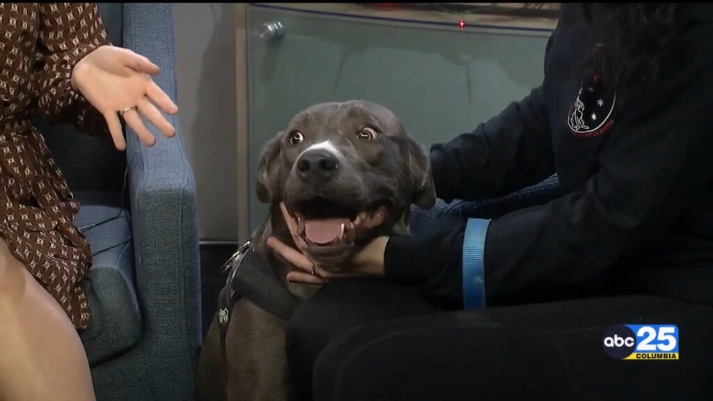 Pet Of The Week Samson