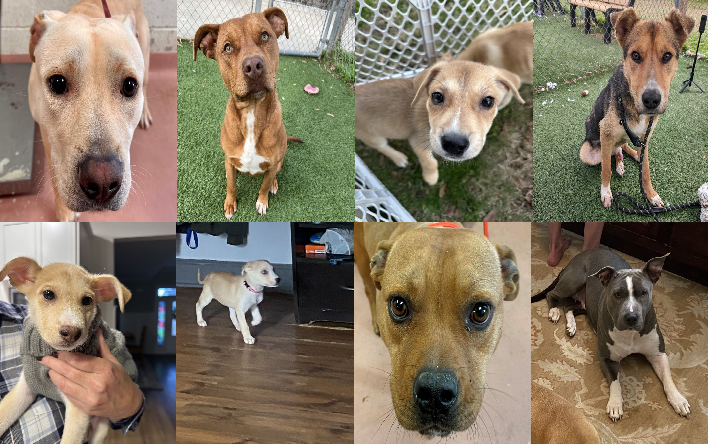 20231229pups