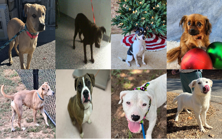 20231211pups