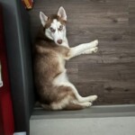Molly