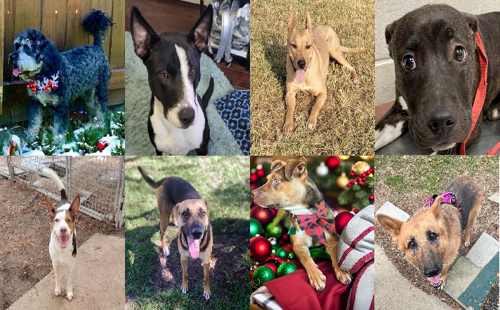 20231220pups
