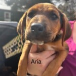 Aria