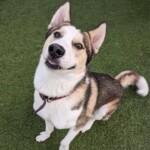 Odin 2