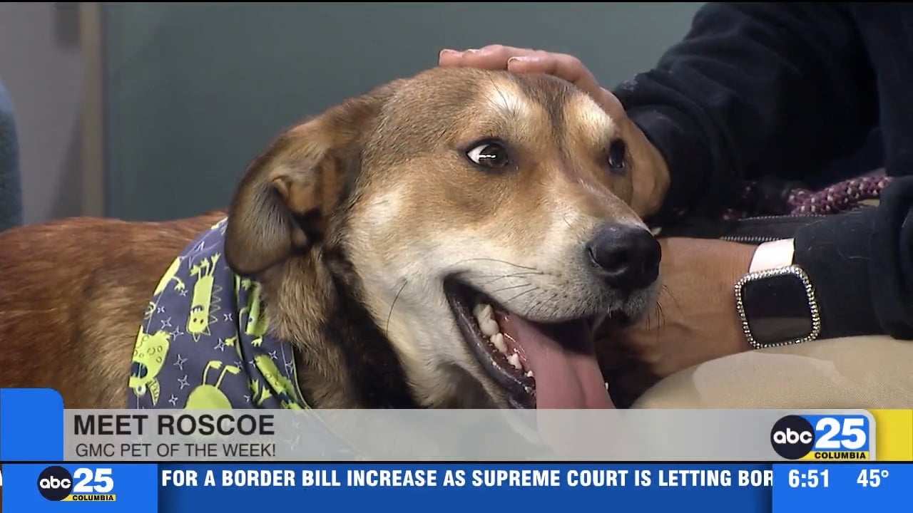 Pet of the Week: Roscoe! - ABC Columbia