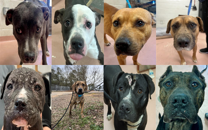 20240124pups