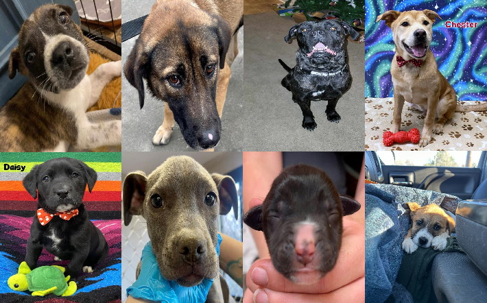 20240111pups