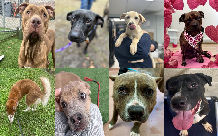 20240109pups