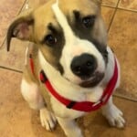 Zeke