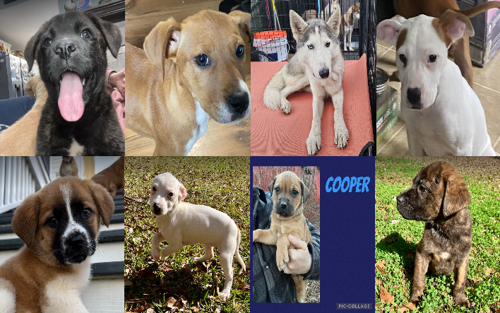 20240130pups