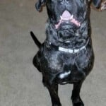 Bruno