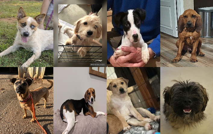 20240103pups