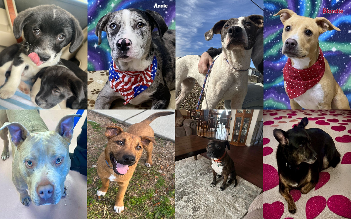 20240112pups