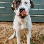 Roscoe