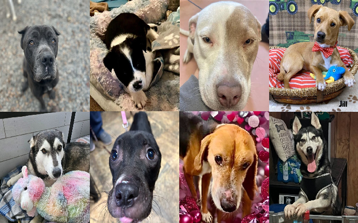 20240126pups