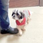 Toto